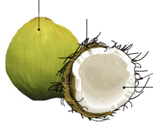 Plante à fleur - Drupe du noix de coco