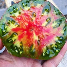 Black Sea Man Tomato