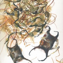 coloured ink on paper ray eggs and a tangle of seaweed