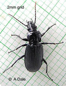 Ground beetle