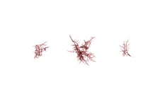 Hypnea spinella