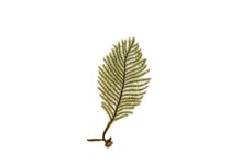 Caulerpa muelleri