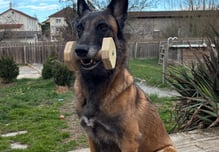 Malinoise avec une haltère en cours d'obéissance à Roanne chez Caninsens