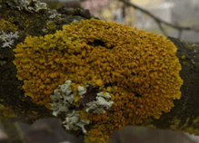 Lichen – Xanthoria parietina