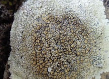 Lichen – Protoparmeliopsis muralis