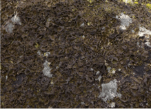 Lichen - Umbilicaria polyphylla