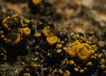 Lichen – Candelariella vitellina