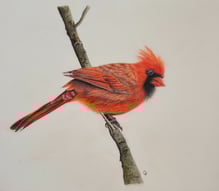a red cardinal bird perched on a branch of a tree