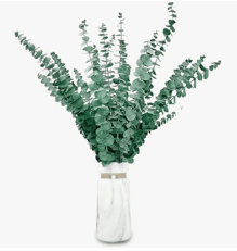 eucalyptus branches in a white vase