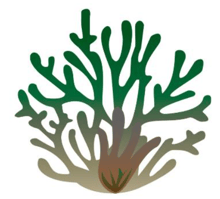Algae Bahari Indonesia logo