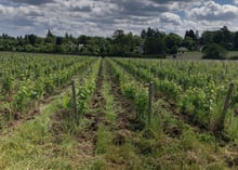vigne agriculture biologique Amboise Montlouis