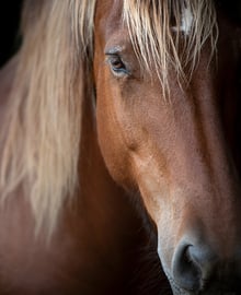 séances photos pour les chevaux