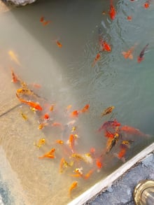 khao na nai luang dharma park fish
