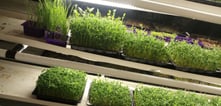 a picture of Early Greens microgreens nursery