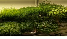 a picture of Early Greens microgreens nursery produce