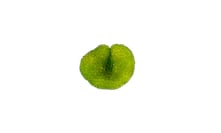 Dictyosphaeria verluysii