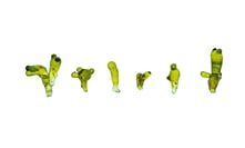 Valonia aegagropila