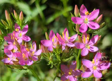 Terapia Holistica, Esencias Florales, Holistic therapy, Flower essence