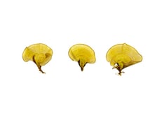 Padina sp.