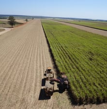 a tractor is driving down a large sugar kane field