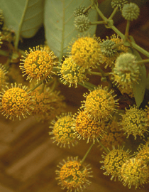 Uncaria tomentosa - Griffe de chat