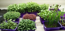 a picture of Early Greens microgreens nursery  produce