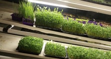 a picture of Early Greens microgreens nursery