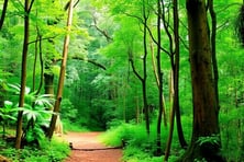 Sinharaja Forest Reserve