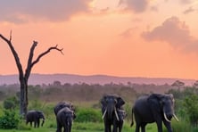 udawalawe national park