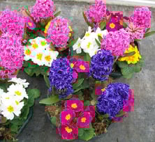 fleurs,plantes livraison gratuite tombe, cimetiere Sepulture49