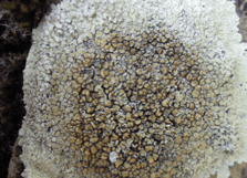 Lichen – Protoparmeliopsis muralis