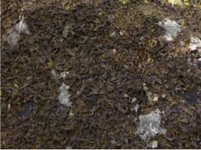 Lichen - Umbilicaria polyphylla