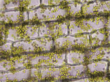 Structure plante vasculaire - cellules parenchymateuses