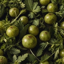 amla herbe