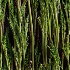 horsetail herb