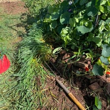 Veggie garden with fork