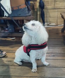 french poodle acompañando a su dueño en el Hato de Evelio somos pet friendly