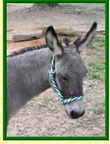 donkey halter