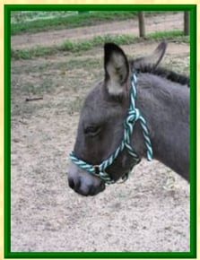donkey halter