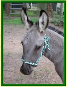donkey rope halter