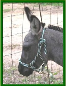 donkey halter
