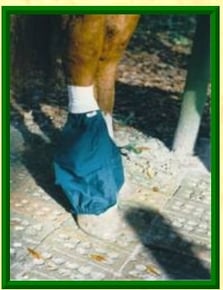 donkey sock