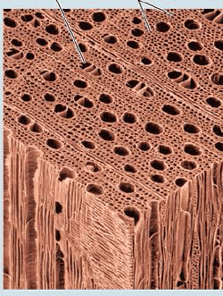 Structure plante vasculaire - trachéides et vaisseaux