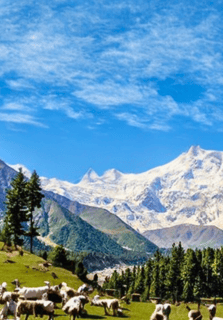 View of nanga parbat peak from fairy meadows Pakistan 