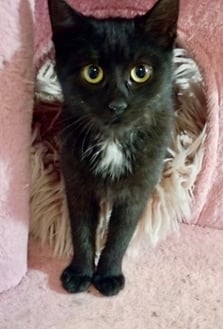 Vorbereitung zur Ausreise-Katzen-Adoption-EU Länder