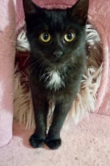 Vorbereitung zur Ausreise-Katzen-Adoption-EU Länder