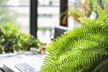 Planta helecho de boston encima de escritorio y con más plantas detrás