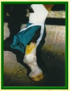 equine socks