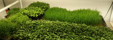 a picture of Early Greens microgreens nursery bed