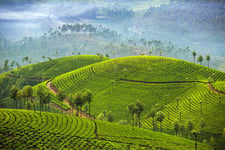 Mountain ranges with greenery and mist cover